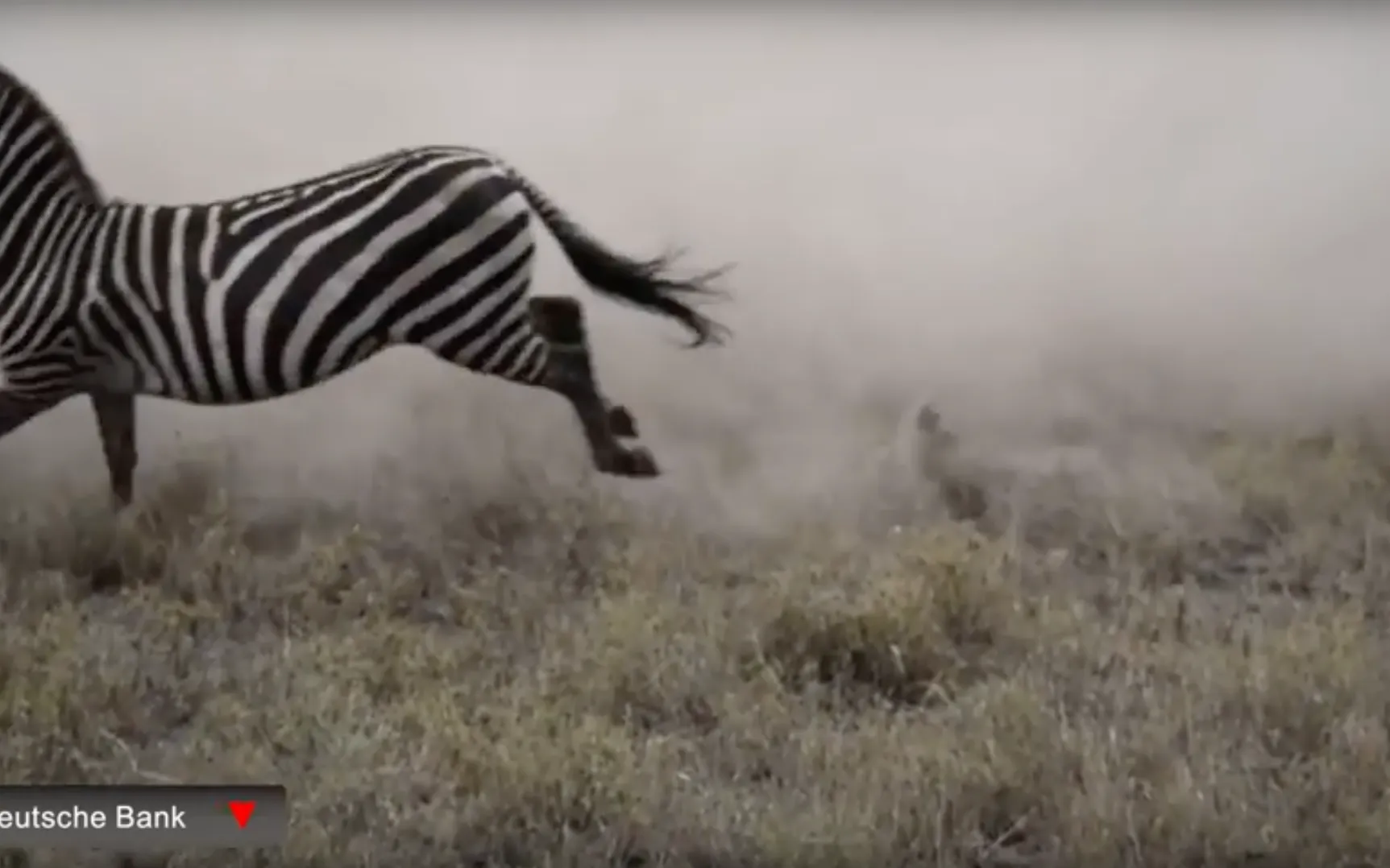 Out in the Open — stock price changes with animal footage